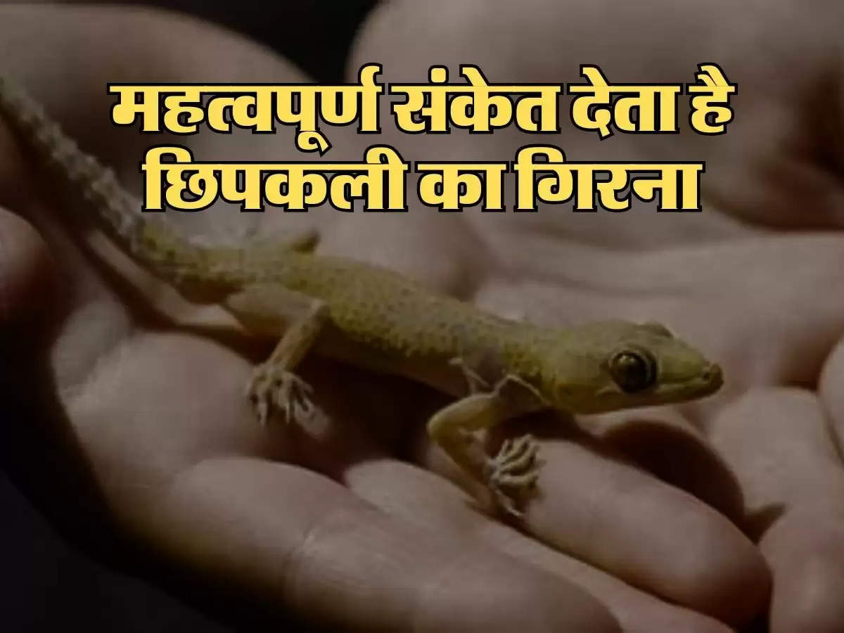 Lizard Falling : महत्वपूर्ण संकेत देता है छिपकली का गिरना, अधिकतर लोग है अनजान 