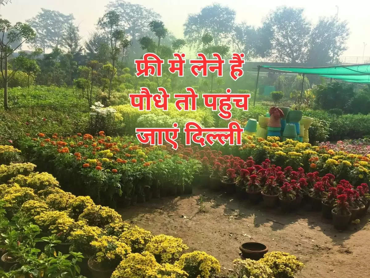 Free Plants in Delhi : फ्री में लेने हैं पौधे तो पहुंच जाएं इस शहर में, हर तरह की वैरायटी मिलेगी