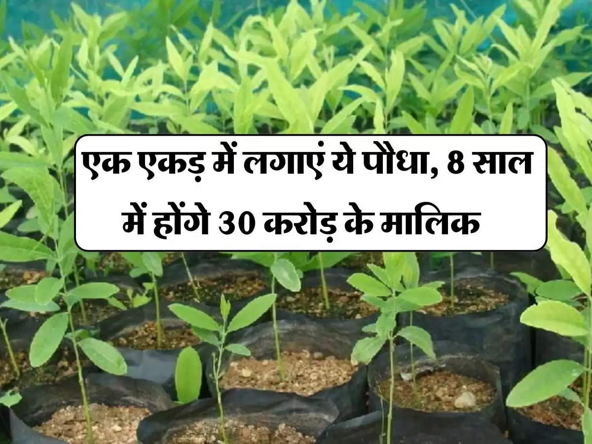 Farming - एक एकड़ में लगाएं ये पौधा, 8 साल में होंगे 30 करोड़ के मालिक