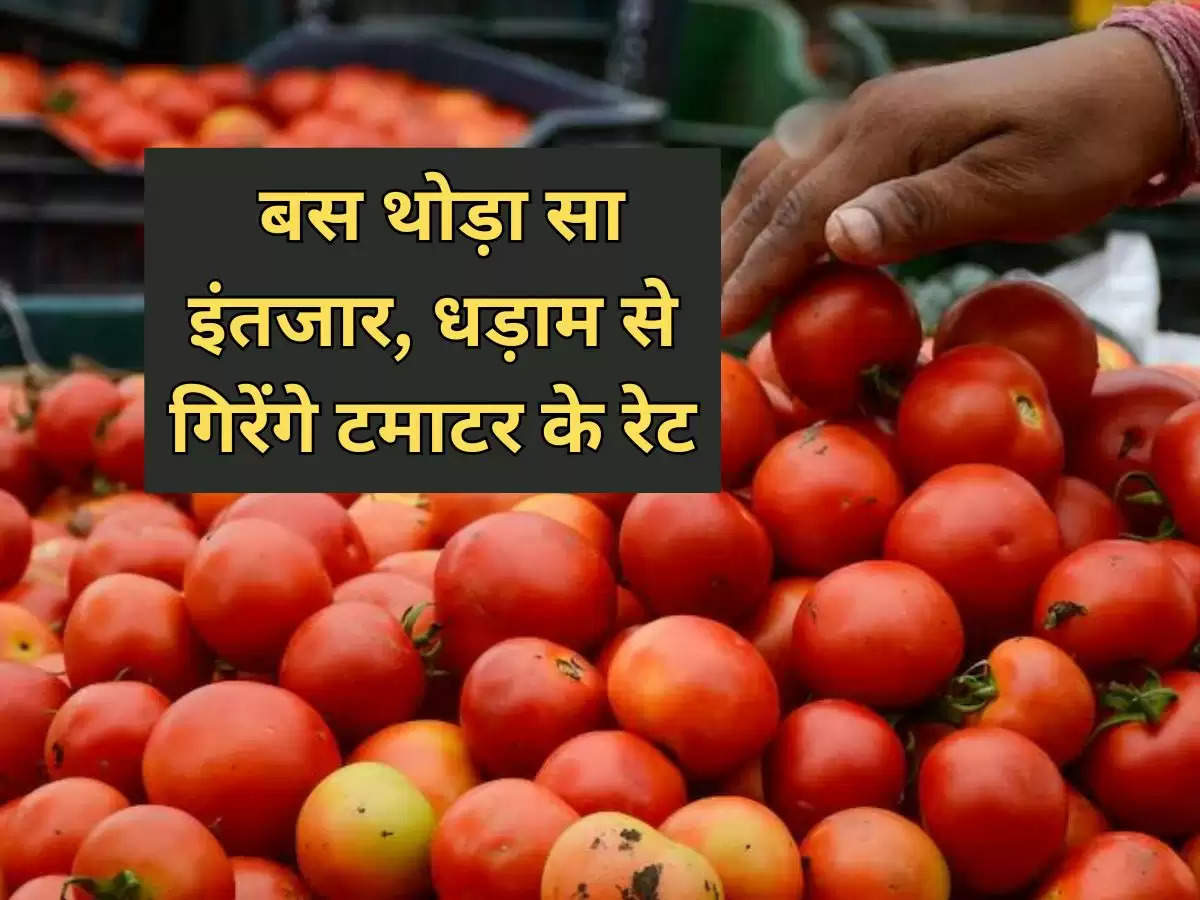 Tomato Price : बस थोड़ा सा इंतजार, धड़ाम से गिरेंगे टमाटर के रेट, जी चाहे उतने खरीद लेना