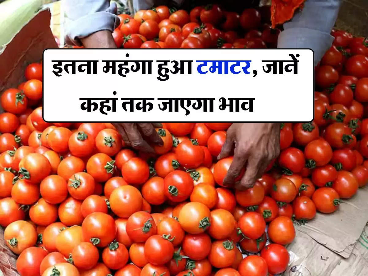 tomato Mandi Bhav : आम आदमी को तगड़ा झटका, इतना महंगा हुआ टमाटर, जानें कहां तक जाएगा भाव 